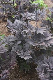 Image result for Silberkerze