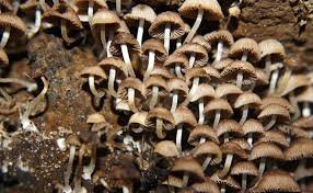 Attēlu rezultāti vaicājumam “Psathyrella pygmaea”