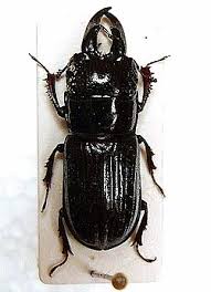 Attēlu rezultāti vaicājumam “Ceruchus chrysomelinus imago”