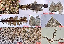 Attēlu rezultāti vaicājumam “Seligeria campylopoda sporophyte”