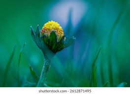 Attēlu rezultāti vaicājumam “Bellis perennis bud”