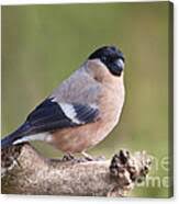 Attēlu rezultāti vaicājumam “Pyrrhula pyrrhula female”