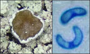 Attēlu rezultāti vaicājumam “Stemonitopsis hyperopta var. landewaldii macro”