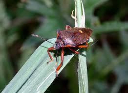 Attēlu rezultāti vaicājumam “Pinthaeus sanguinipes imago”