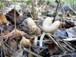 Attēlu rezultāti vaicājumam “Helvella elastica”