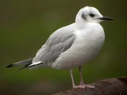 Image result for Chroicocephalus philadelphia