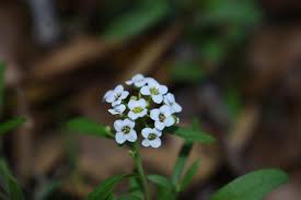 Attēlu rezultāti vaicājumam “Lobularia maritima”