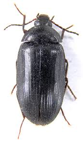 Attēlu rezultāti vaicājumam “Prionychus ater”