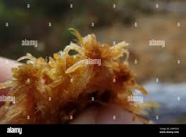 Attēlu rezultāti vaicājumam “Sphagnum fuscum”