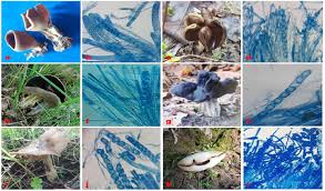 Attēlu rezultāti vaicājumam “Helvella acetabulum”