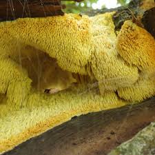 Attēlu rezultāti vaicājumam “Sarcodontia crocea”