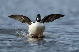Attēlu rezultāti vaicājumam “Bucephala clangula male”
