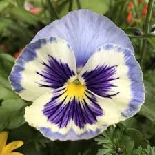 Image result for Viola wittrockiana