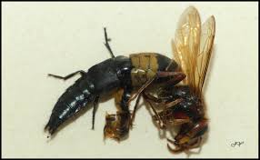 Attēlu rezultāti vaicājumam “Quedius dilatatus”