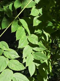 Attēlu rezultāti vaicājumam “Gymnocladus dioicus leaf”