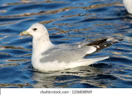 Attēlu rezultāti vaicājumam “Larus canus adult”