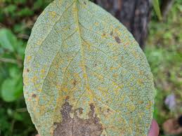 Attēlu rezultāti vaicājumam “Melampsora populnea”