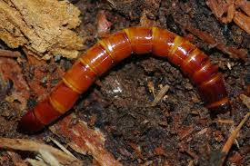 Attēlu rezultāti vaicājumam “Elateridae larva”