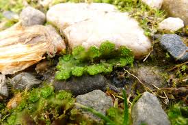 Attēlu rezultāti vaicājumam “Licea pusilla”