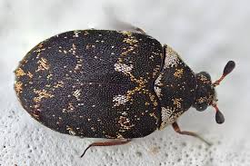 Attēlu rezultāti vaicājumam “Anthrenus museorum”