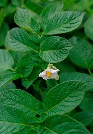 Attēlu rezultāti vaicājumam “Solanum tuberosum leaf”