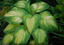 Image result for Hosta Warpaint