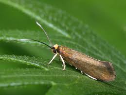 Attēlu rezultāti vaicājumam “Roeslerstammia erxlebella”