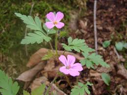 Attēlu rezultāti vaicājumam “Geranium robertianum flower”