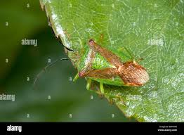 Attēlu rezultāti vaicājumam “Acanthosoma haemorrhoidale”
