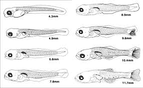 Image result for Myzopsetta ferruginea