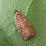 Attēlu rezultāti vaicājumam “Agonopterix ciliella”