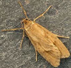 Attēlu rezultāti vaicājumam “Diurnea lipsiella”