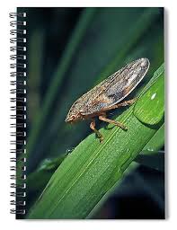 Attēlu rezultāti vaicājumam “Aphrophora alni”