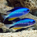 Saltwater Aquarium Fish for Marine Aquariums: Neon Damselfish