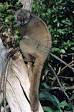 Lemur - Wikipedia, the free encyclopedia