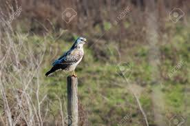 Attēlu rezultāti vaicājumam “Buteo buteo adult”