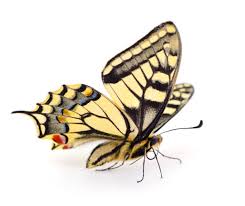 Attēlu rezultāti vaicājumam “Papilio machaon”