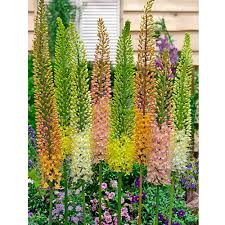 Image result for Steppenkerze