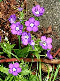 Image result for Legousia speculum-veneris