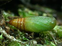 Attēlu rezultāti vaicājumam “Eupithecia linariata”