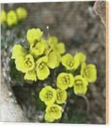 Attēlu rezultāti vaicājumam “Saxifraga hirculus”