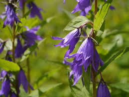 Attēlu rezultāti vaicājumam “Campanula latifolia”