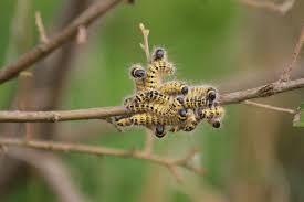 Attēlu rezultāti vaicājumam “Phalera bucephala larva”