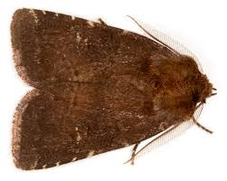 Attēlu rezultāti vaicājumam “Rusina ferruginea”