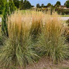 Attēlu rezultāti vaicājumam “Calamagrostis arundinacea”