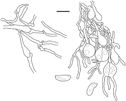 Attēlu rezultāti vaicājumam “Myxarium nucleatum”