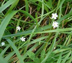 Attēlu rezultāti vaicājumam “Stellaria graminea”