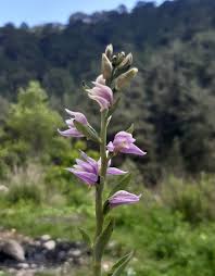 Attēlu rezultāti vaicājumam “Cephalanthera rubra”