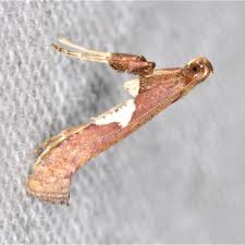 Attēlu rezultāti vaicājumam “Caloptilia stigmatella”