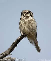 Image result for Surnia ulula